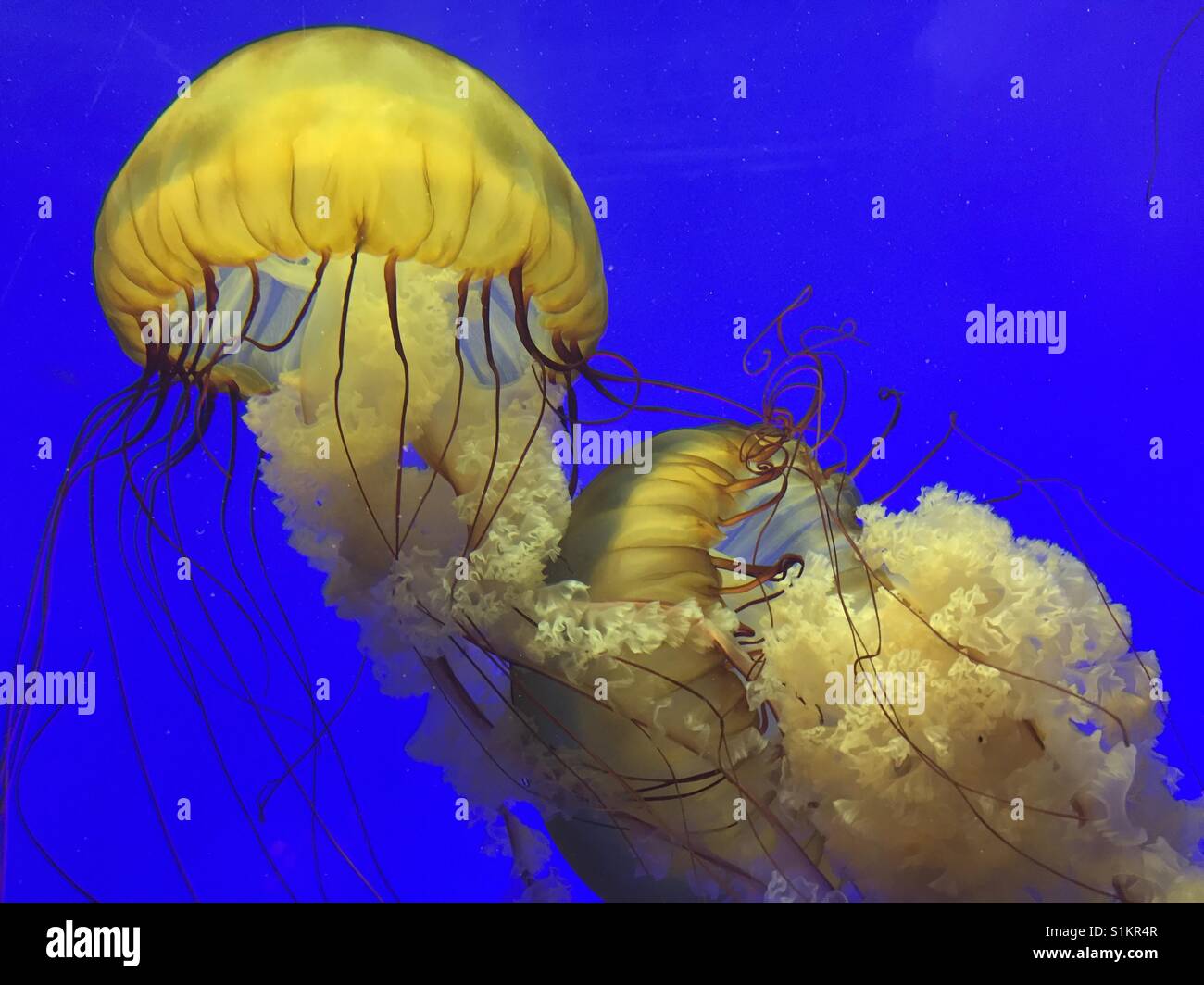 Jellyfish in an aquarium Stock Photo Alamy
