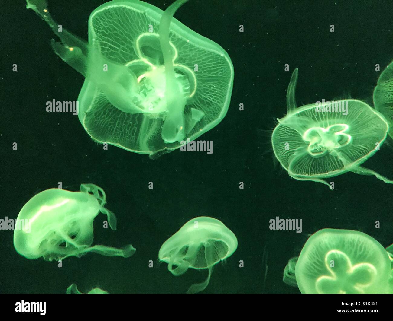 Jellyfish in an aquarium Stock Photo Alamy