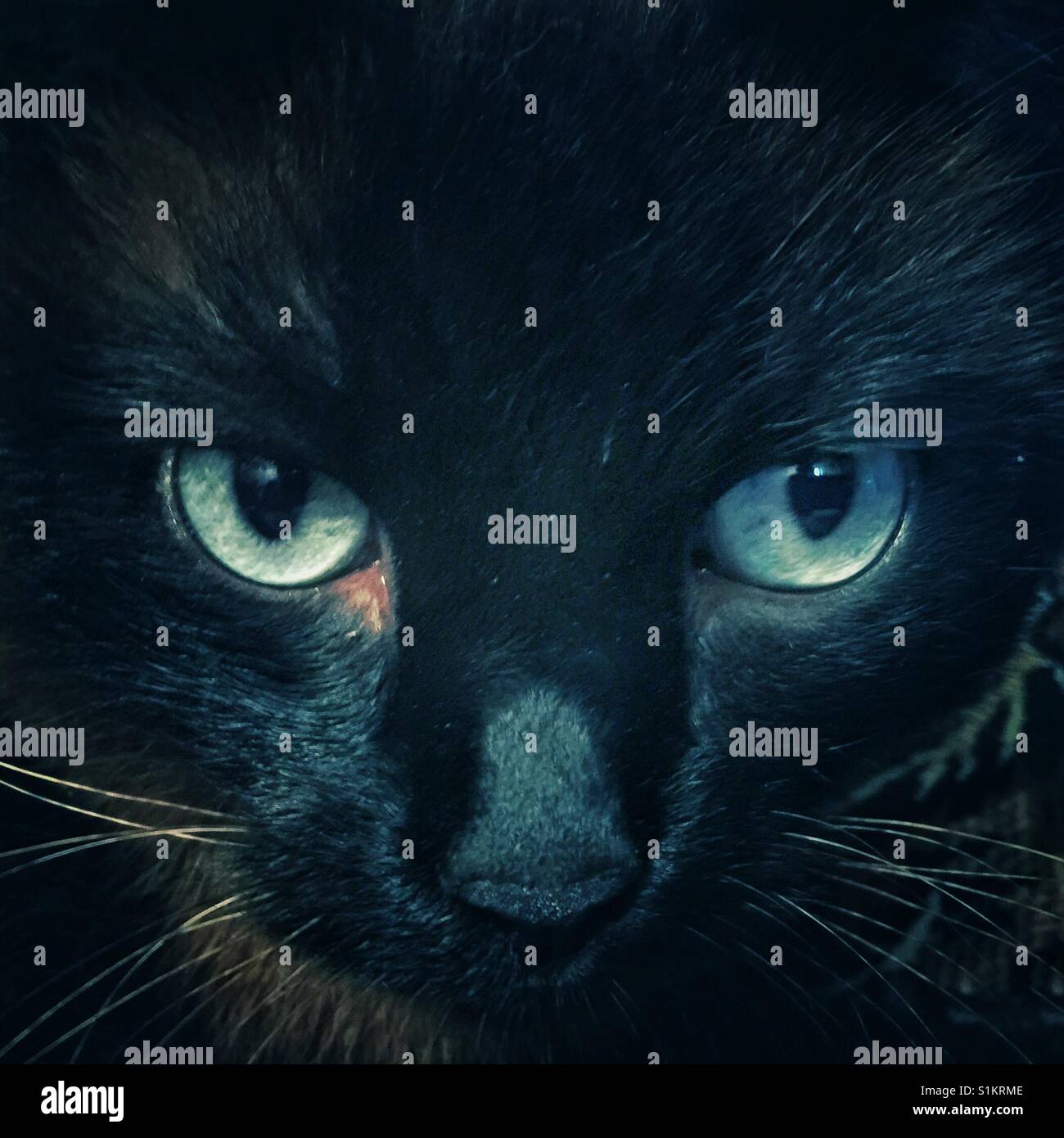 Black cat - Smartphone Captured Stock Image