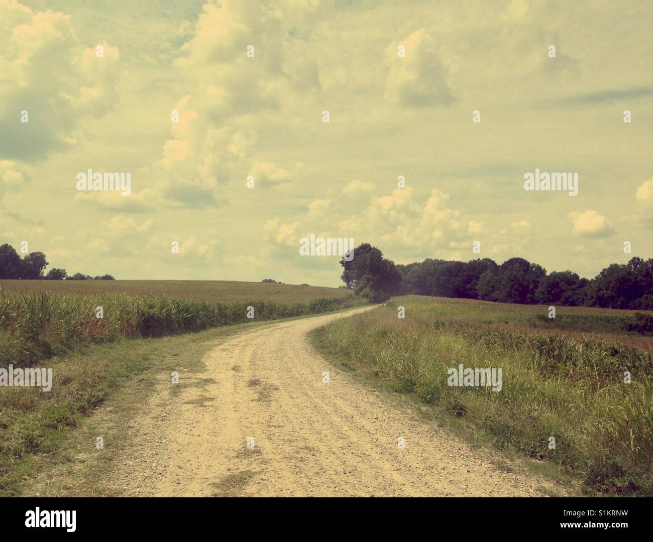 North Carolina dirt road through cornfields under wide open sky with wispy clouds on an August afternoon - Smartphone Captured Stock Image North Carolina dirt road through cornfields under wide open sky with wispy clouds on an August afternoon - Smartphone Captured Stock Image