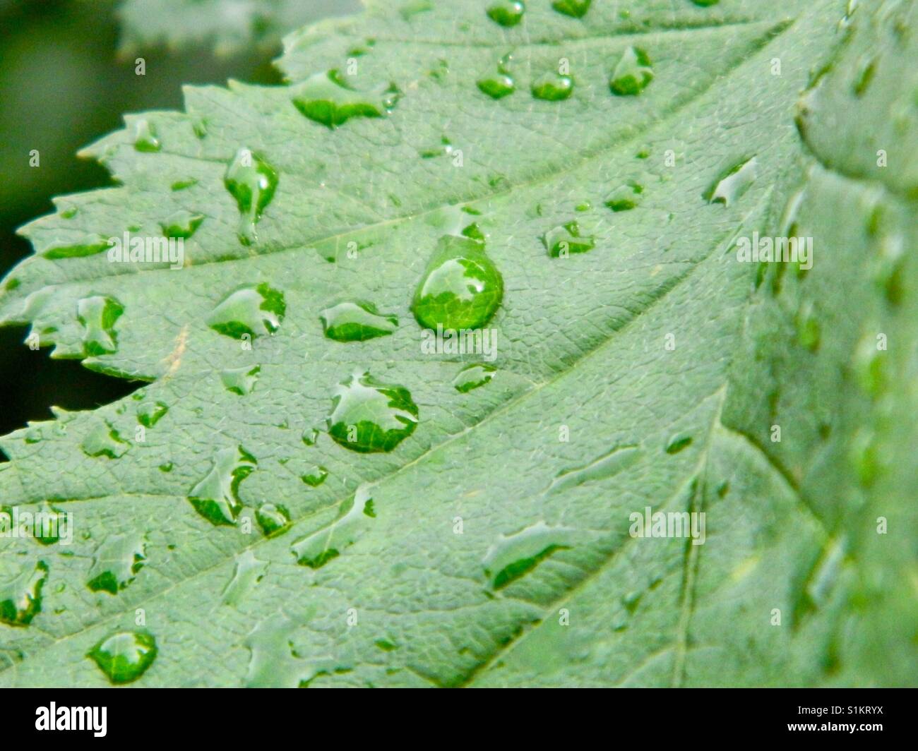 Wet leaf Stock Photo
