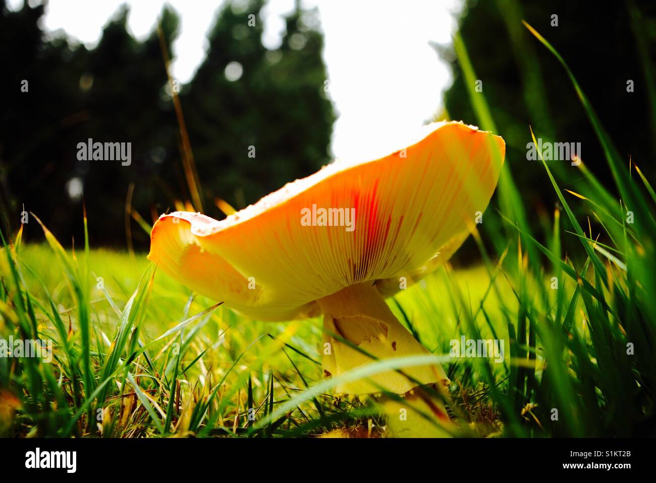 Beautiful fantasy mushroom in grass Stock Photo
