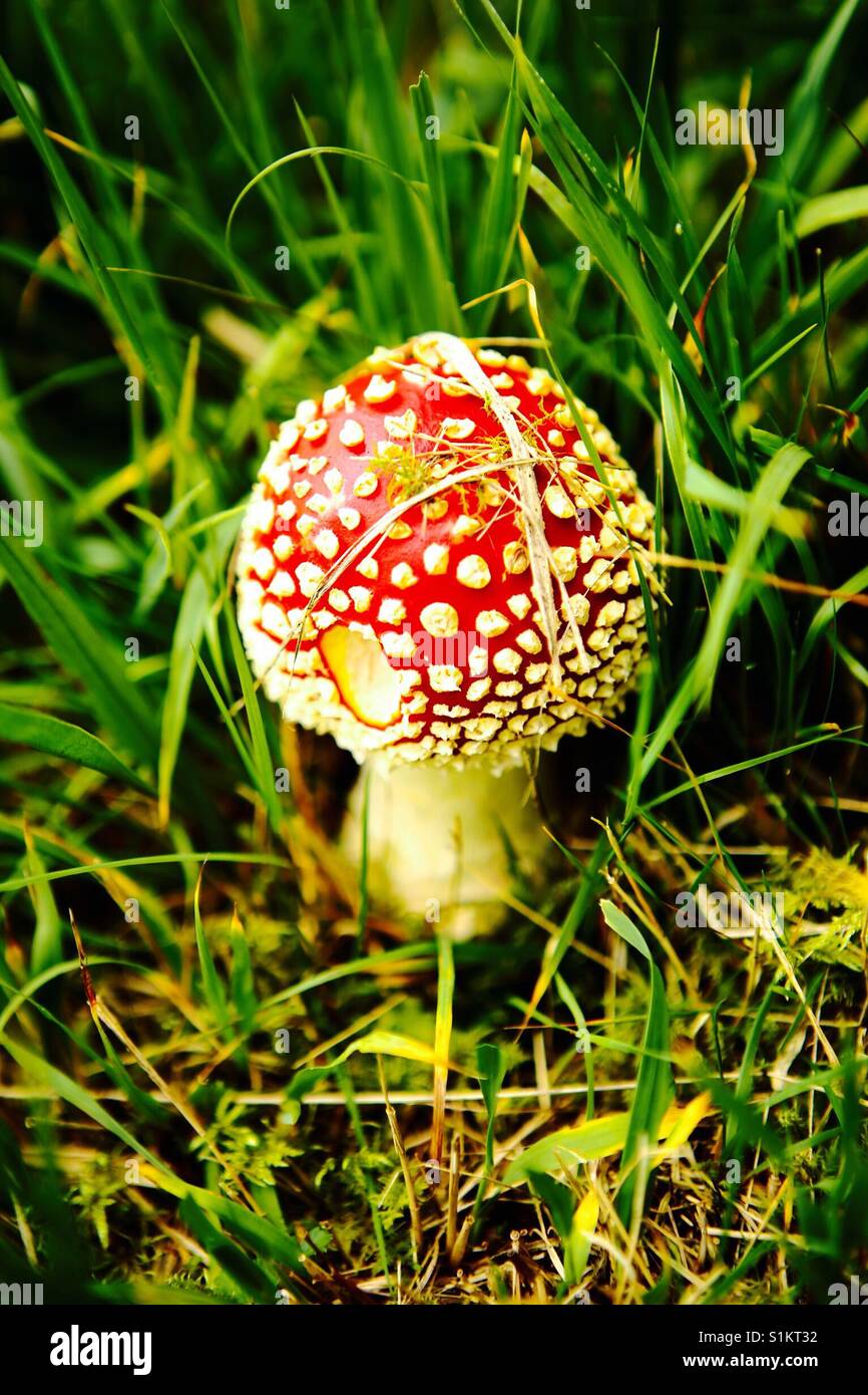 Beautiful red psychedelic mushroom in grass Stock Photo