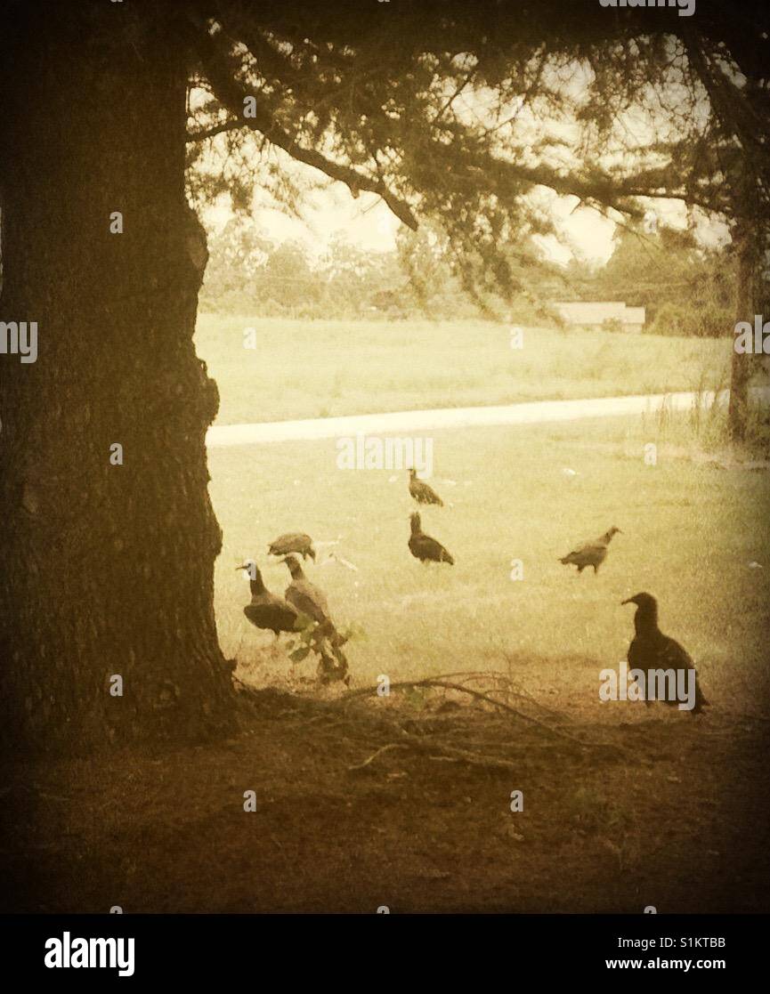 The gathering buzzards quickly gather over roadkill in North Carolina