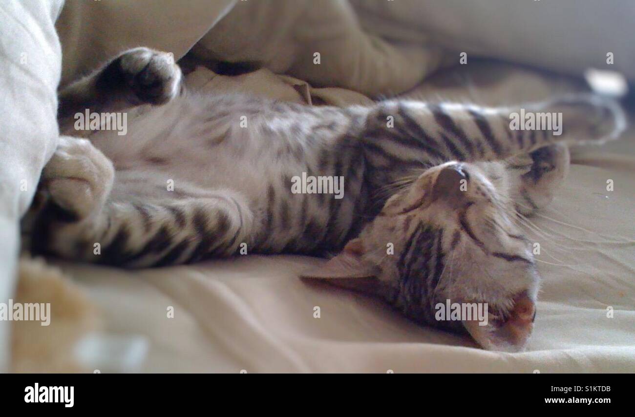 Kitten sleeping on her back Stock Photo Alamy