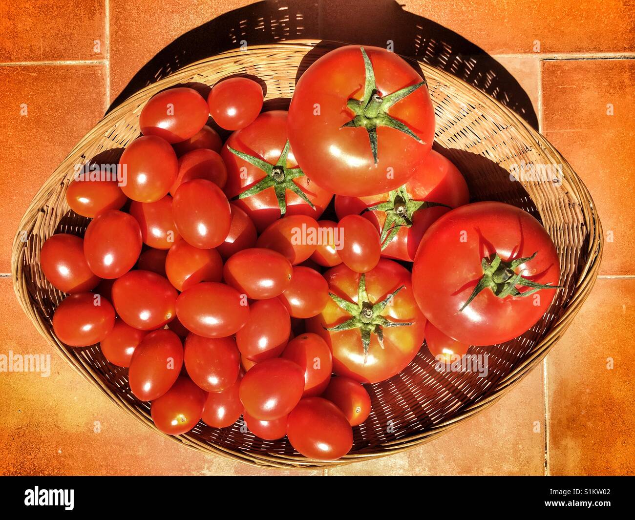Basket of homegrown, organic tomatoes - Smartphone Captured Stock Image