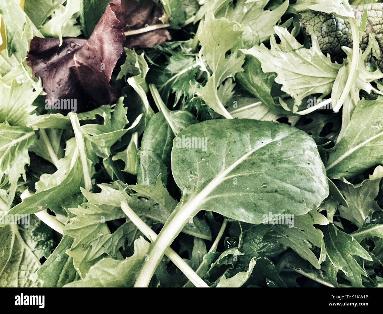 Mixed salad leaves hires stock photography and images Alamy
