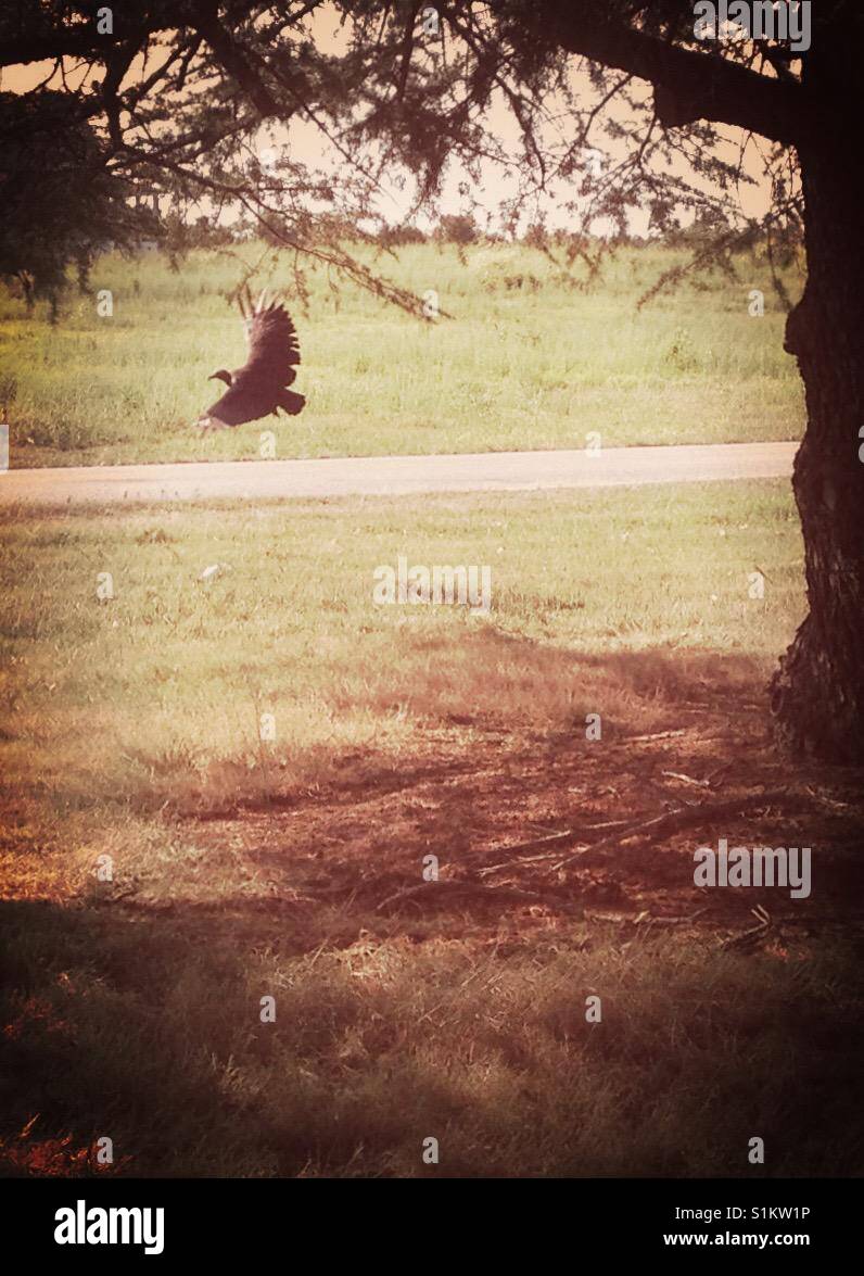 Frightened off- buzzard flies low to ground near road framed by pine tree and shadow- North Carolina - Smartphone Captured Stock Image