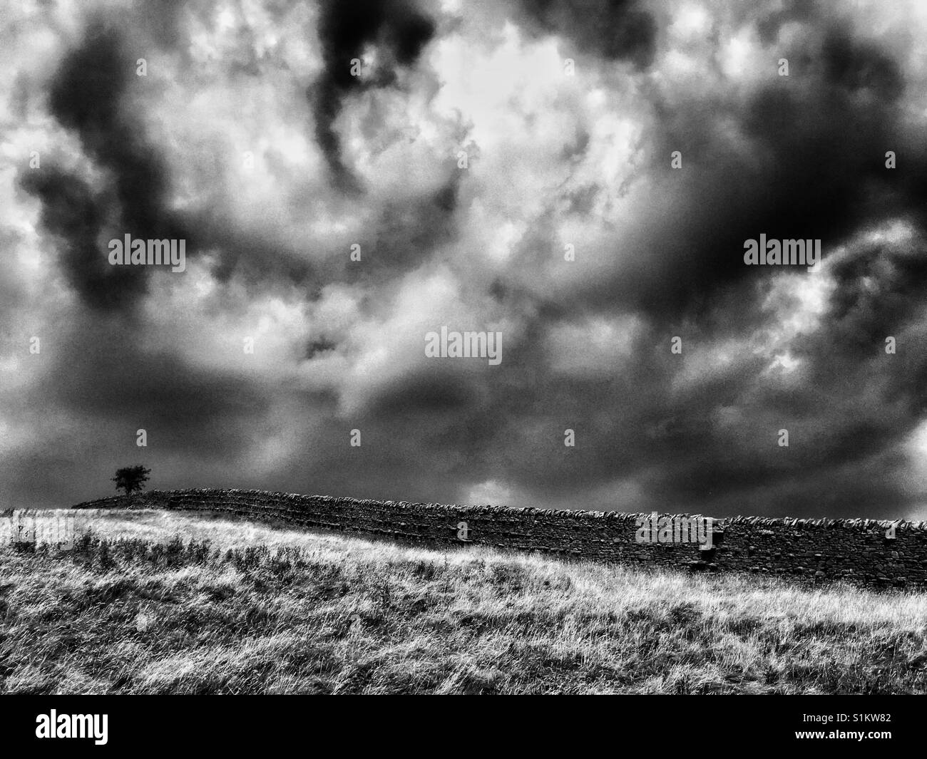 Lone tree and stone wall against dramatic sky - Smartphone Captured Stock Image
