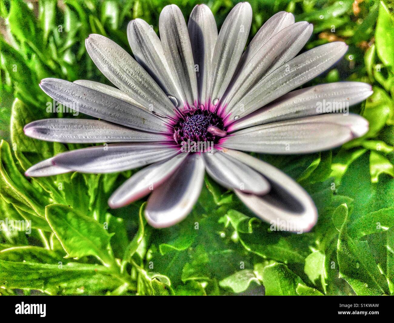 Osteospermum, flower - Smartphone Captured Stock Image