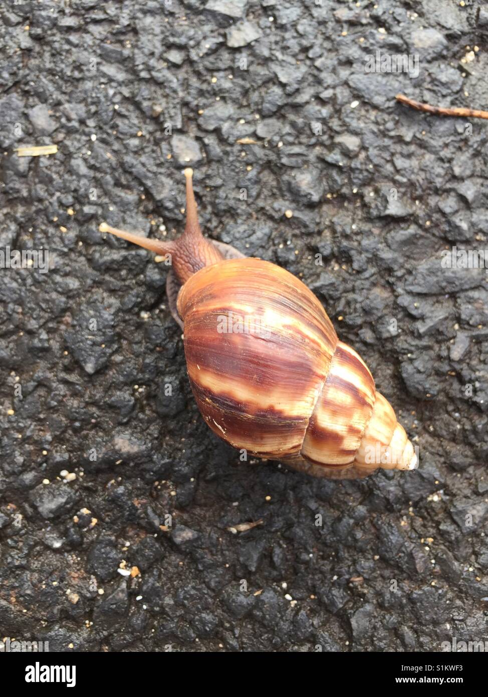 Sea Snail Walking Stock Photo Alamy Sea Snail Walking Stock Photo Alamy