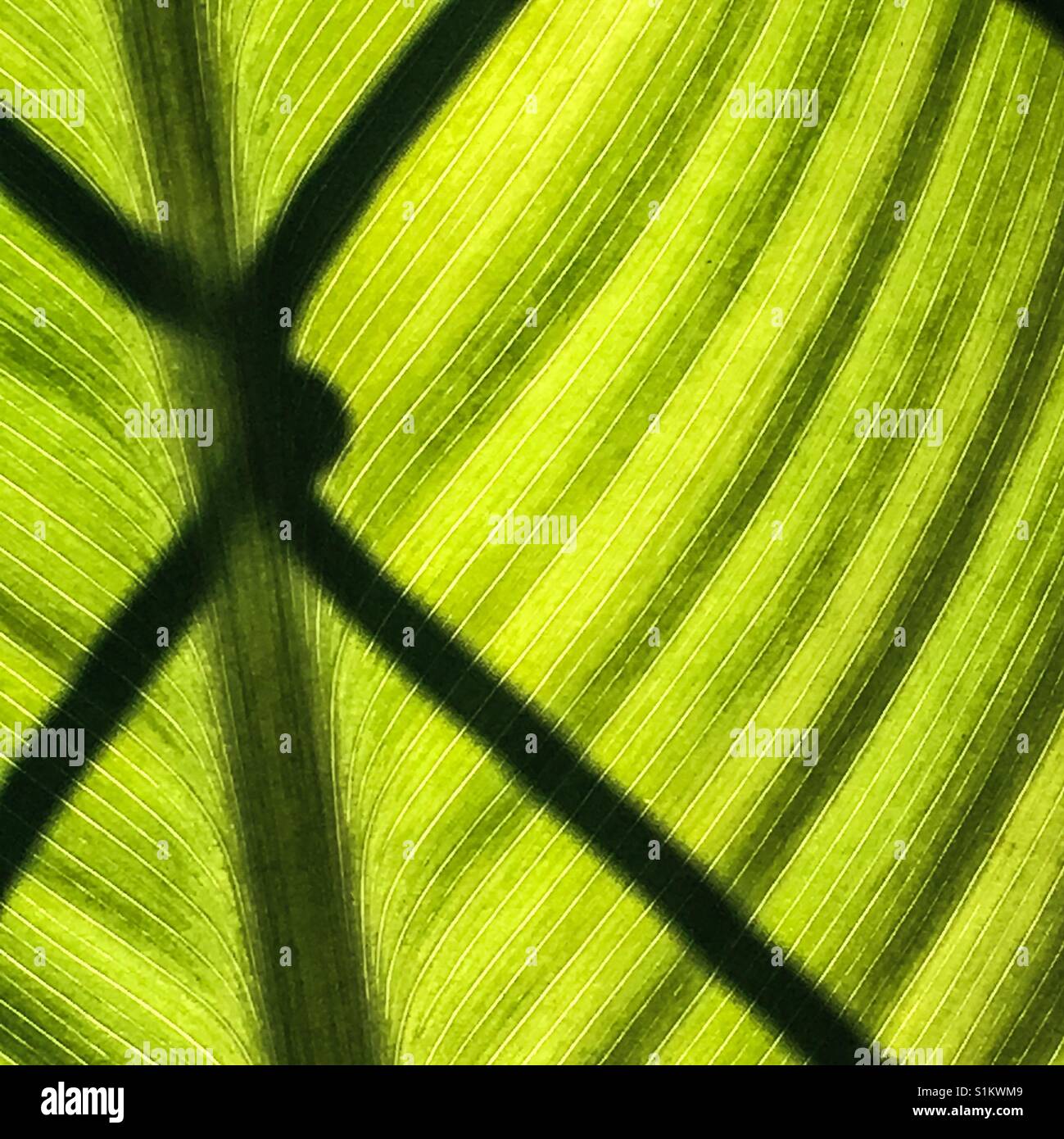 Shadow of chain link fence closeup on  large tropical plant leaf Stock Photo