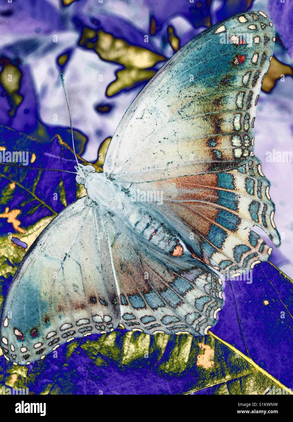 Altered photo of red-spotted purple butterfly in North Carolina - Smartphone Captured Stock Image