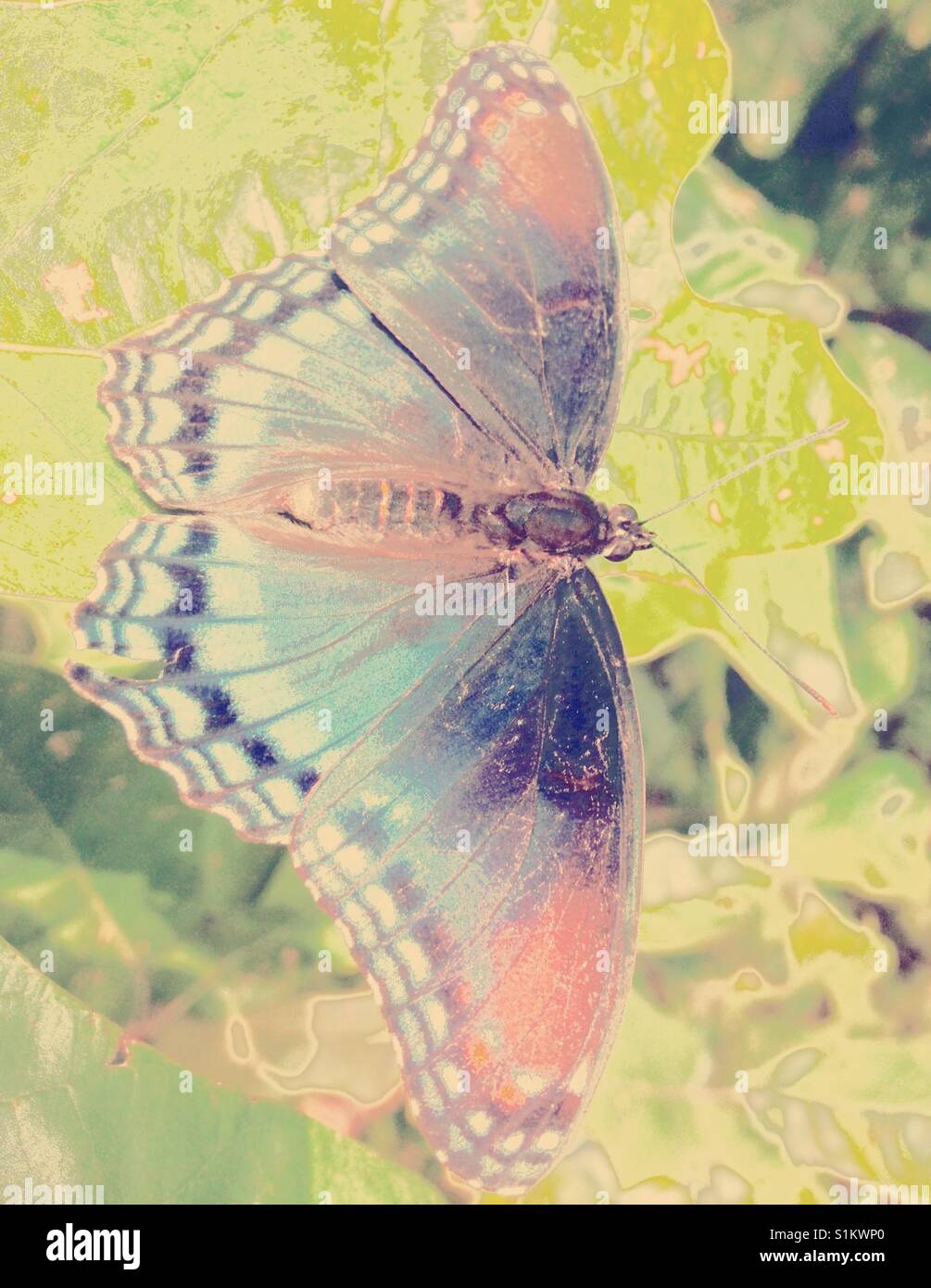 White admiral butterfly on leaf on North Carolina - Smartphone Captured Stock Image