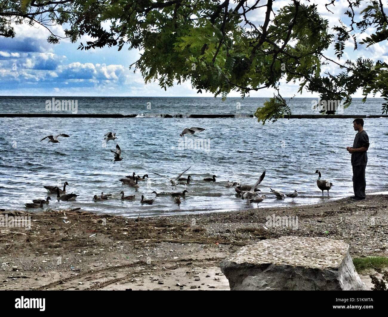 Man feeding the birds on the shores of Lake Ontario in Toronto Stock