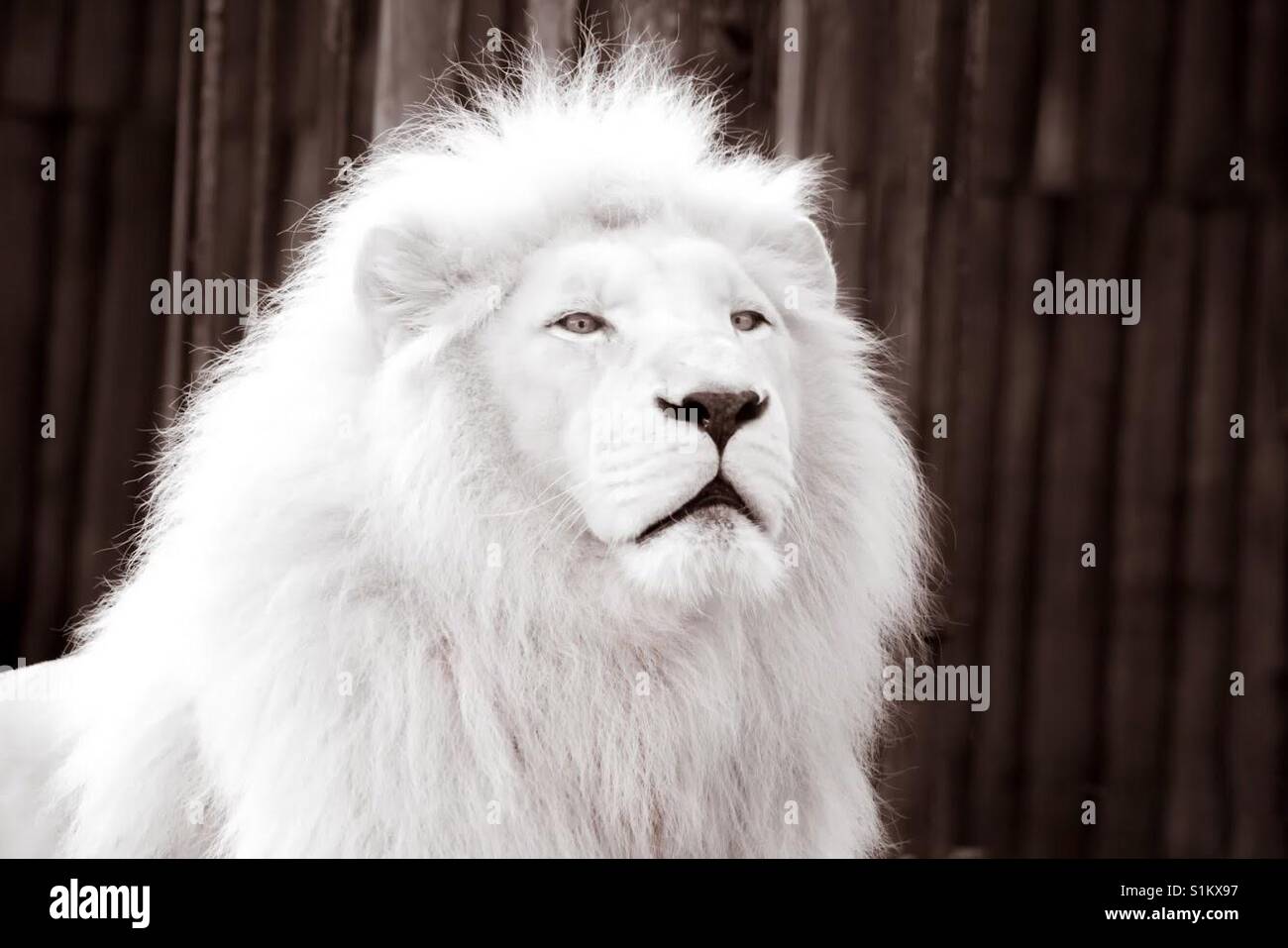 Close-Up Color Image Of beautiful White Lion (Albino) Against Fence. Stock Photo