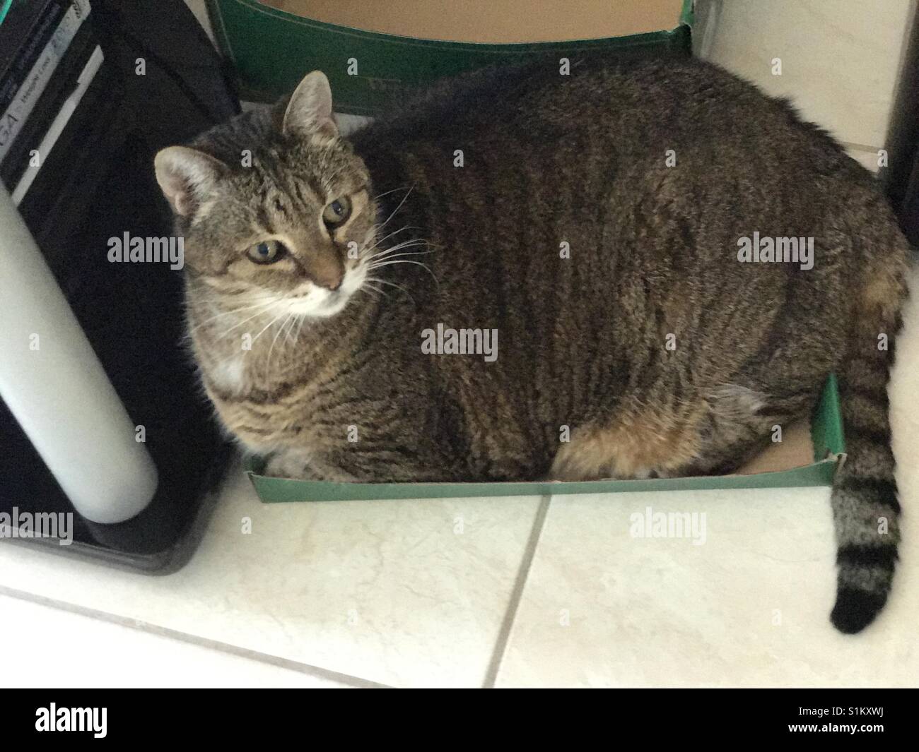 Cat in shoebox lid Stock Photo Alamy