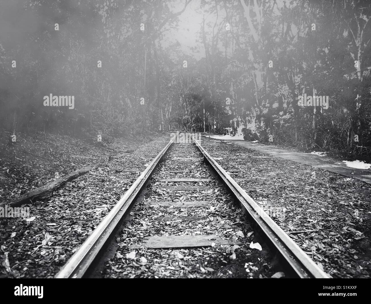Railroad track surrounded by forest on a foggy day - Smartphone Captured Stock Image