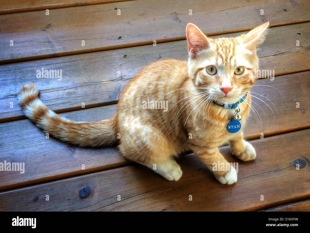 Ginger tabby kitten on a wood floor. Stock Photo