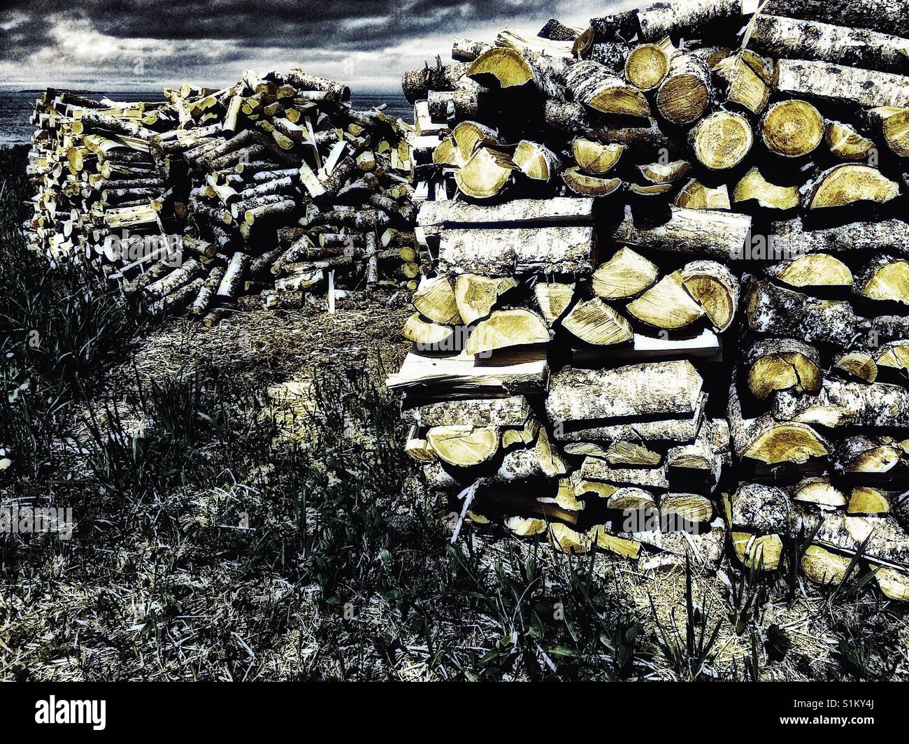Freshly cut logs stacked, Canada - Smartphone Captured Stock Image
