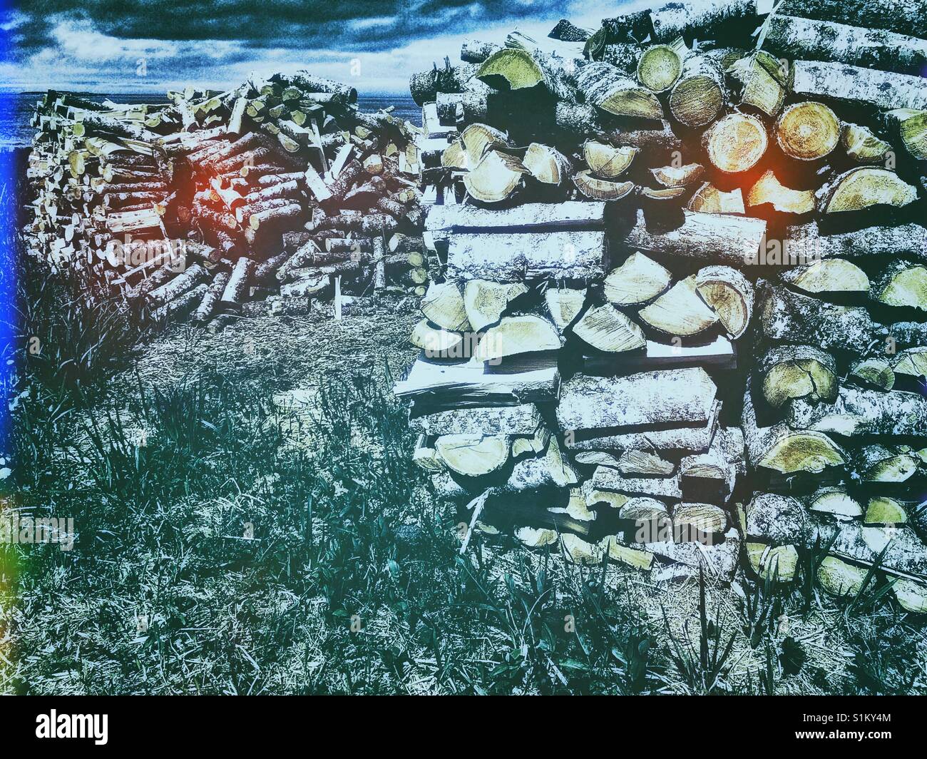 Stack of Freshly cut logs, Canada - Smartphone Captured Stock Image