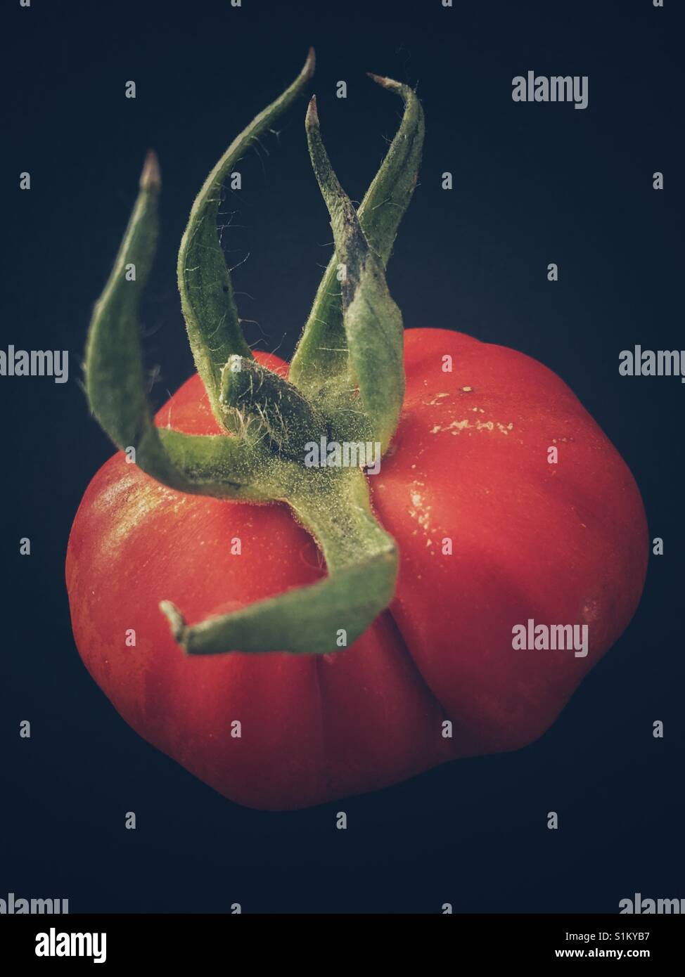 Homegrown tomato - Smartphone Captured Stock Image