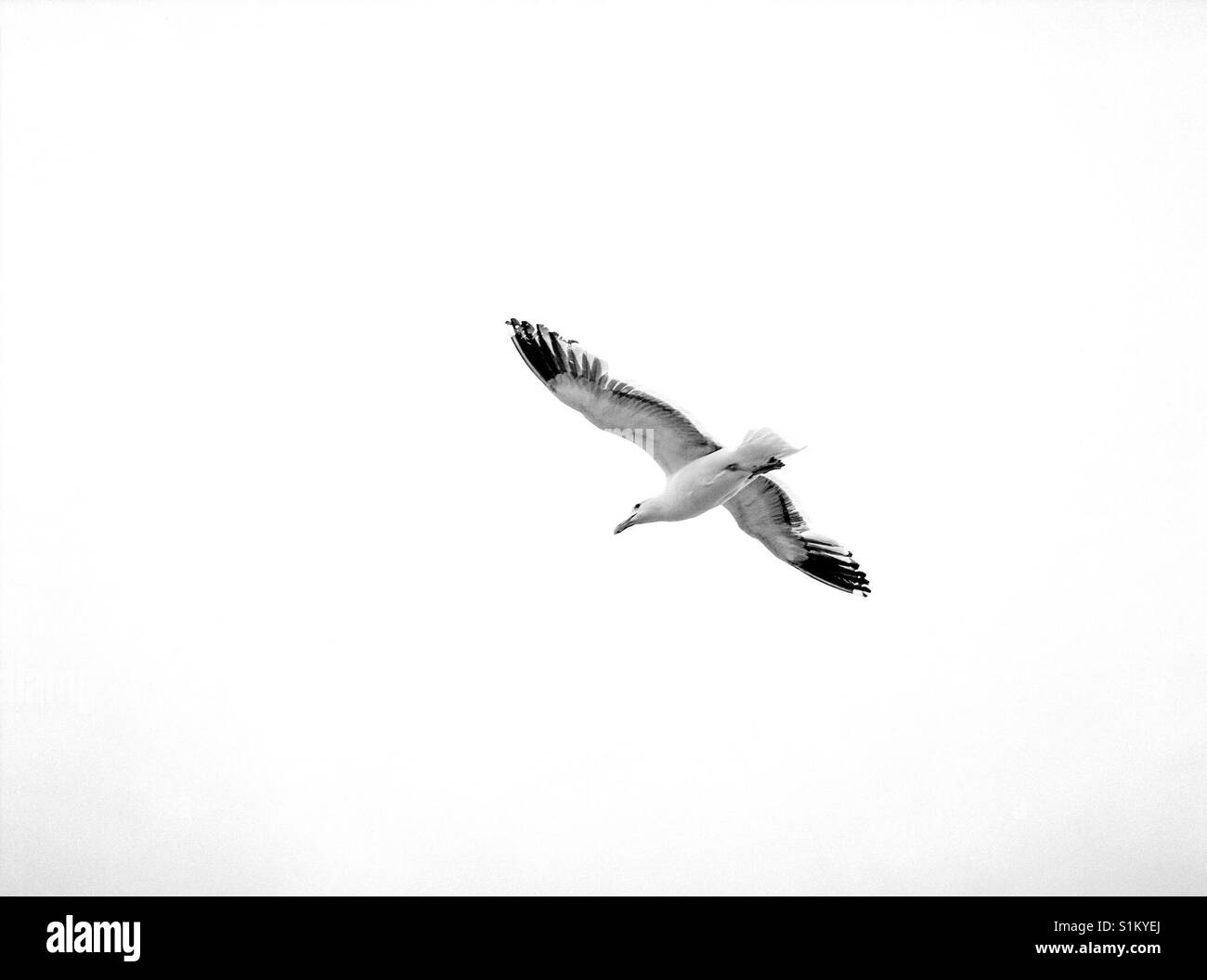 Seagull - Smartphone Captured Stock Image