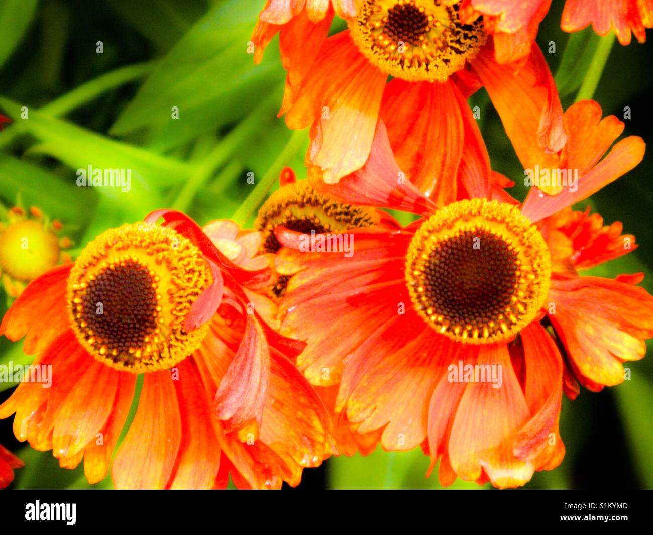 Withering flowers Stock Photo