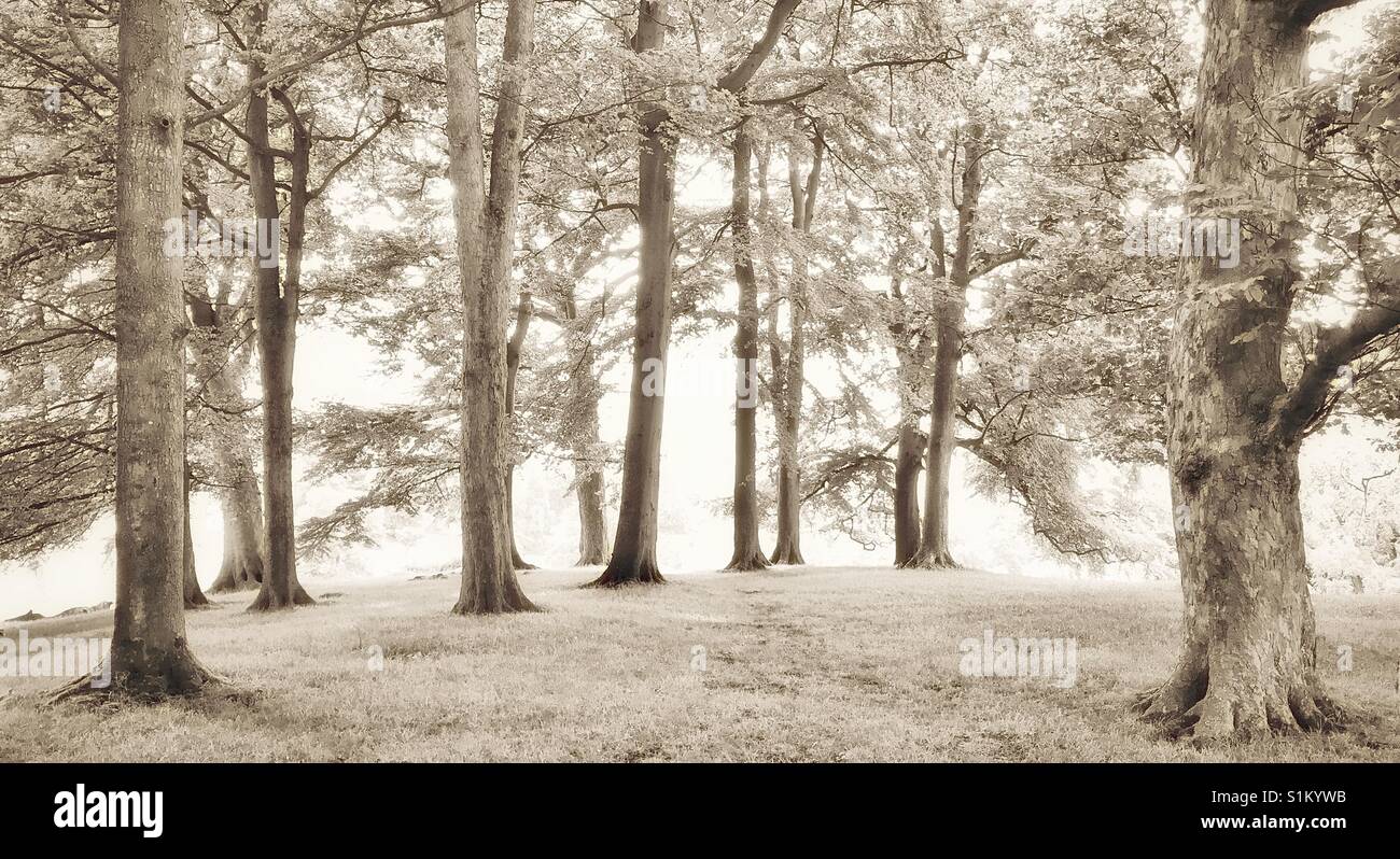 An ethereal woodland scene. There are summer leaves on the trees, but the scene looks like it is winter and there is snow all around? Photo Credit © -COLIN HOSKINS. - Smartphone Captured Stock Image