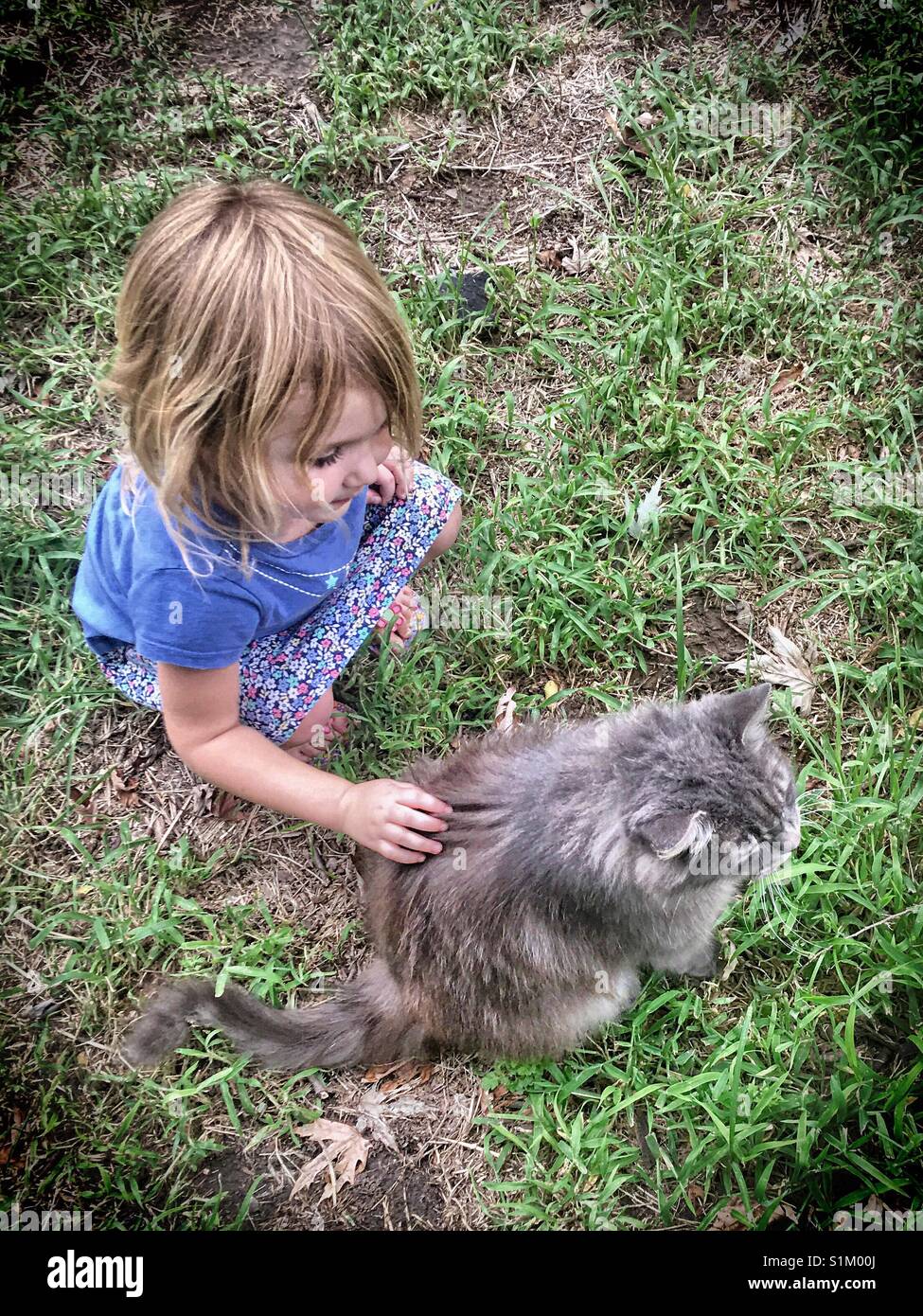 Little girl petting kitty cat Stock Photo
