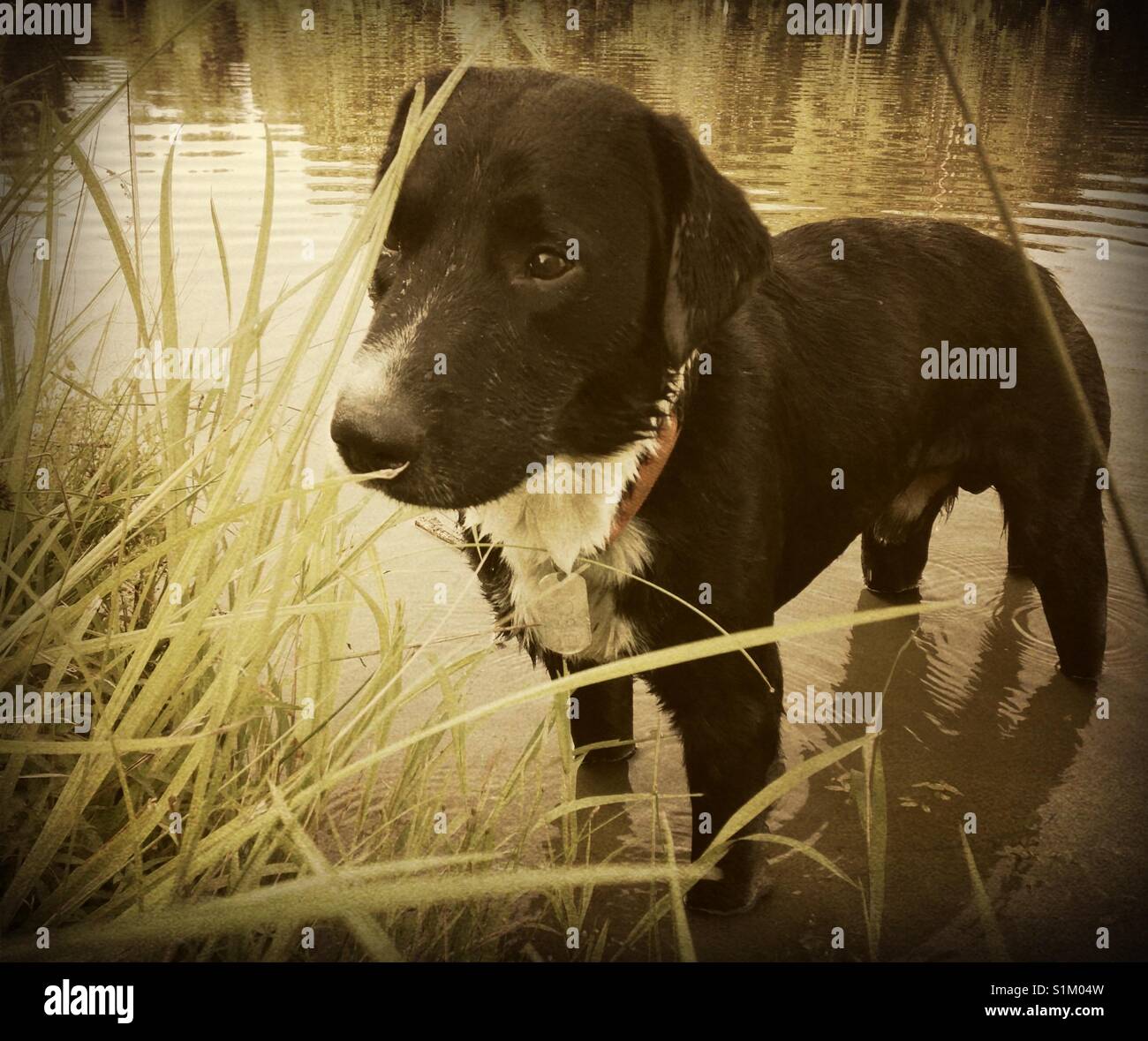 Black and white lab stands in lake Stock Photo Alamy
