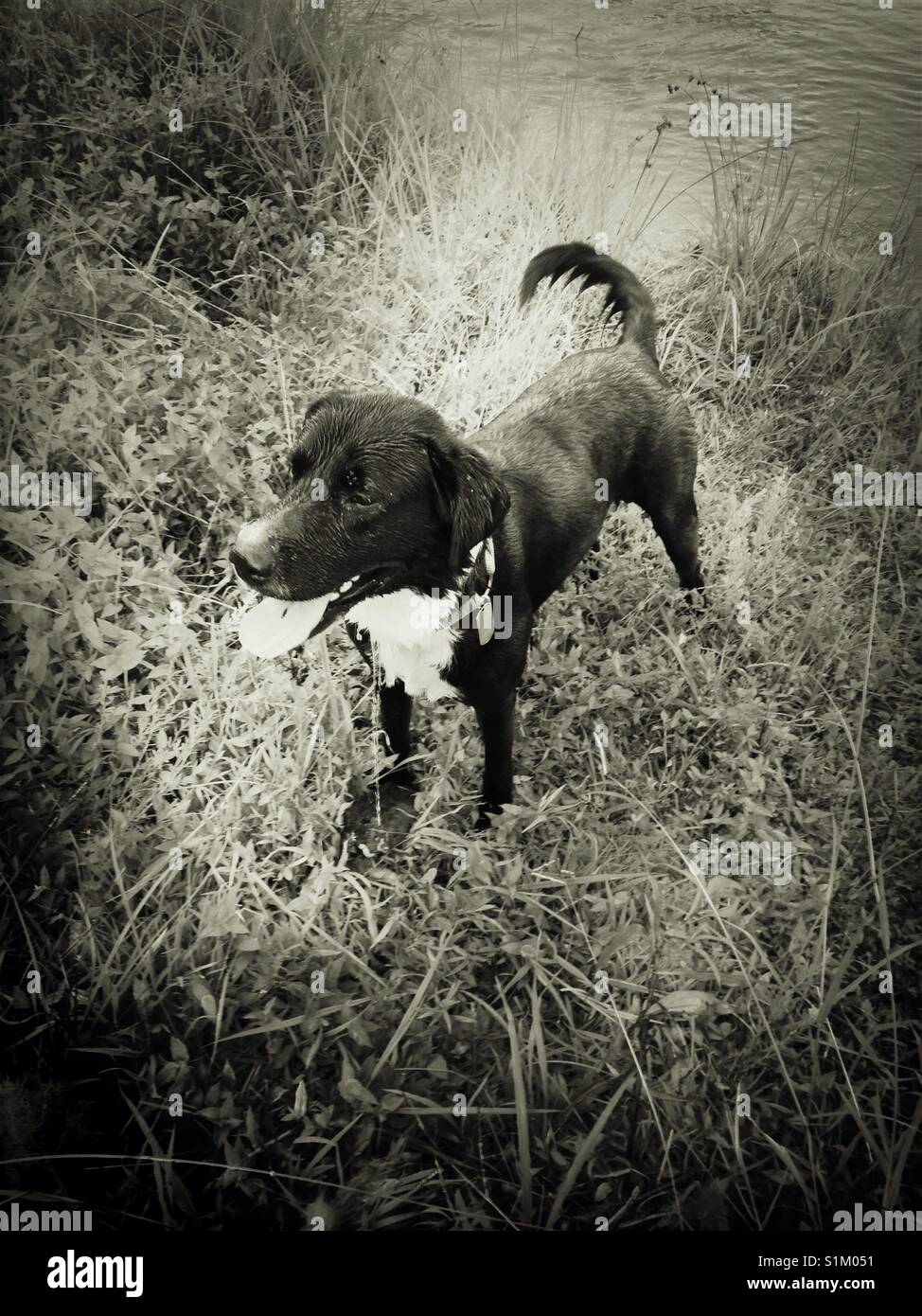 Shake it off- black and white lab about to shake his wet coat - Smartphone Captured Stock Image