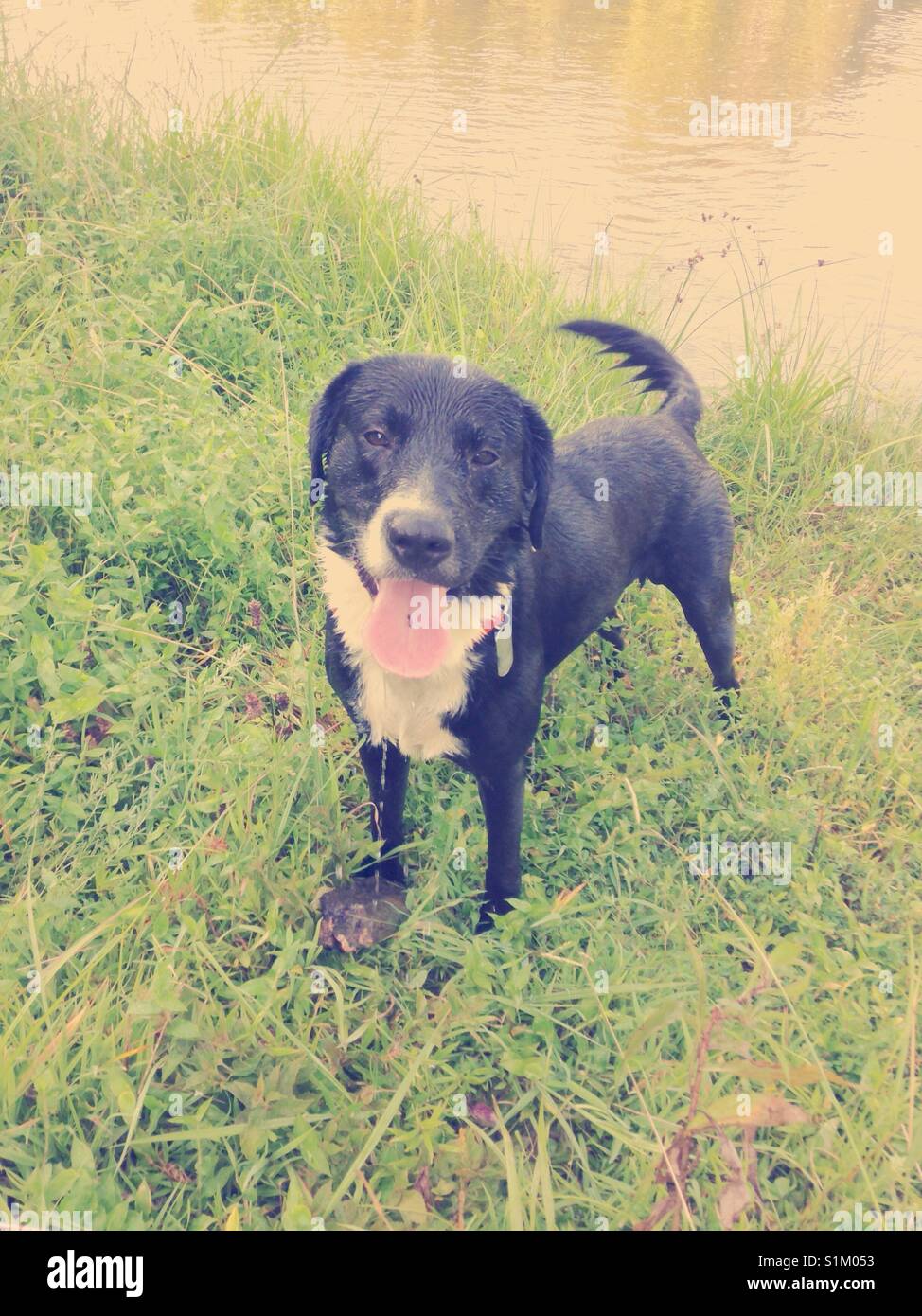 Black and white lab catches his breath during game of fetch in lake - Smartphone Captured Stock Image