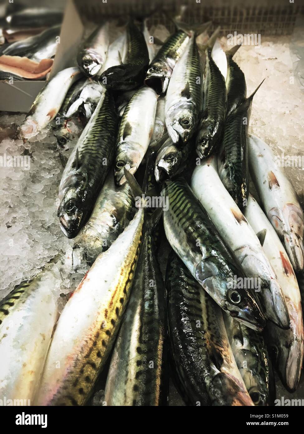 Mackeral fish on ice at fishmongers - Smartphone Captured Stock Image