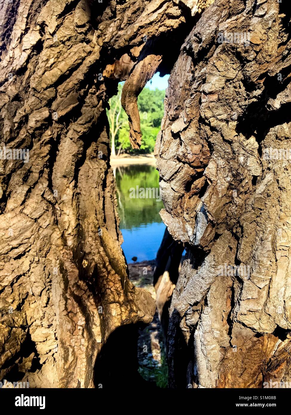 Mississippi tree hi-res stock photography and images - Alamy