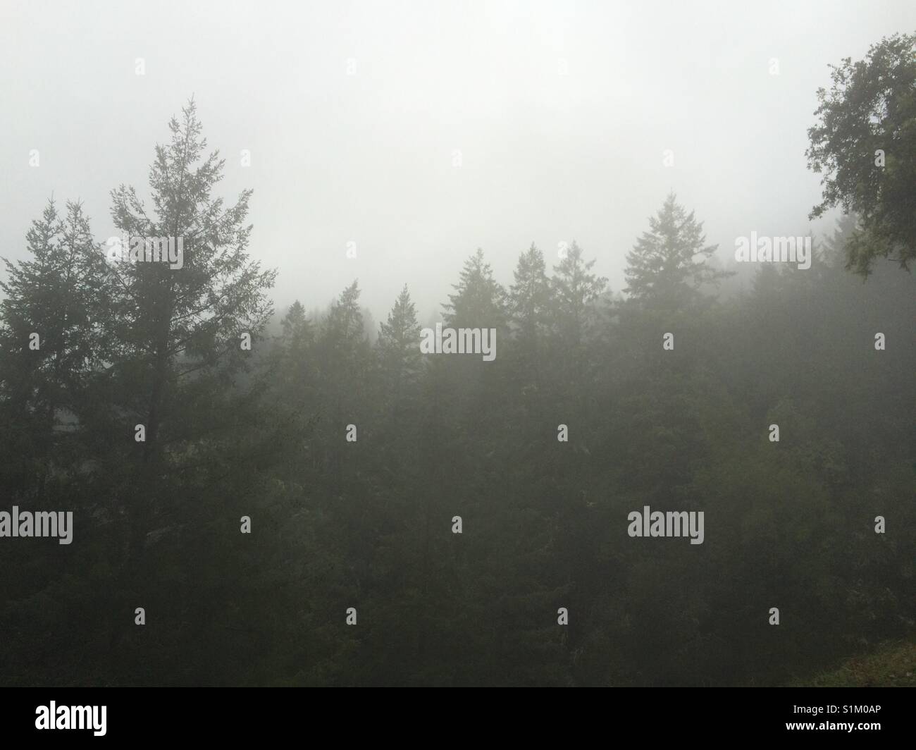 Foggy Redwood Trees Stock Photo