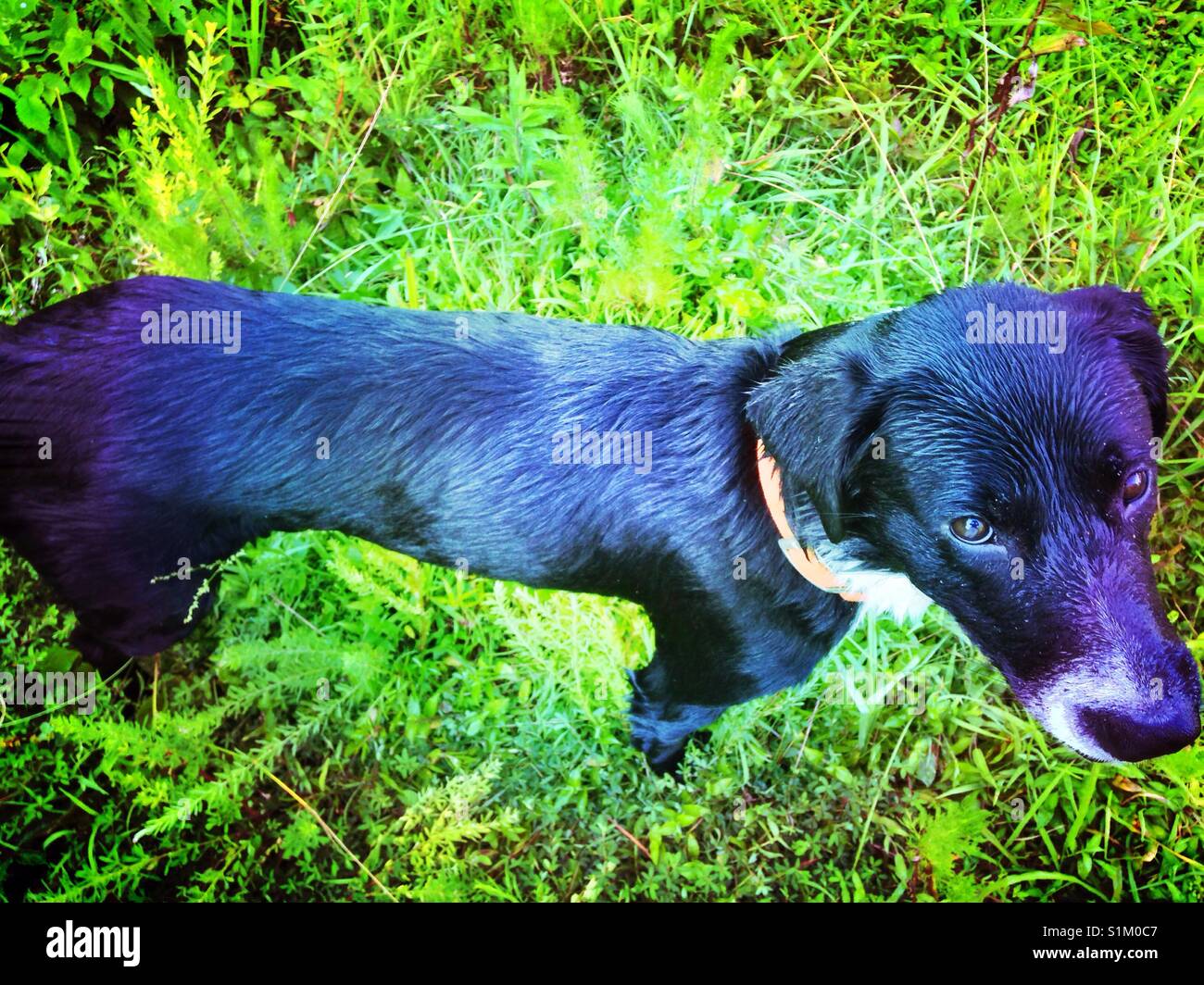 Black and white lab is alert and ready to chase the stick into the lake again - Smartphone Captured Stock Image