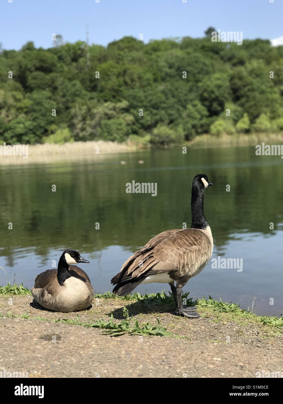 Canadian geese at a lake Stock Photo