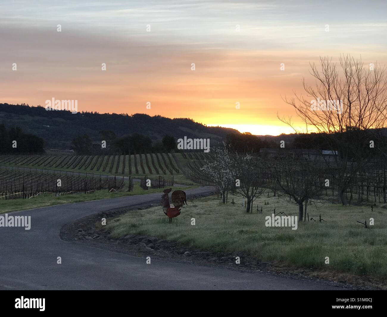 Sunrise over vineyard Stock Photo