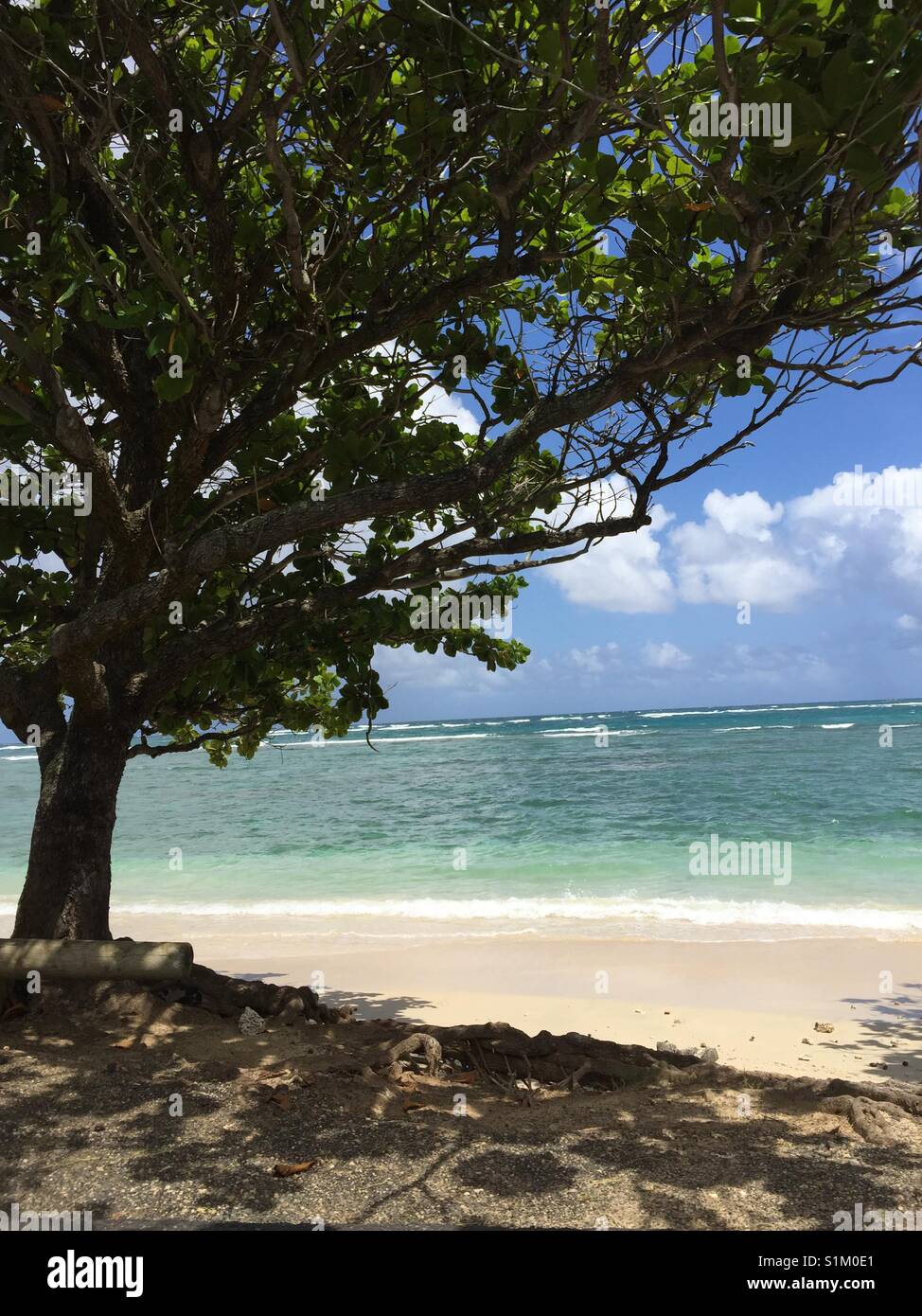 Tree by the beach Stock Photo