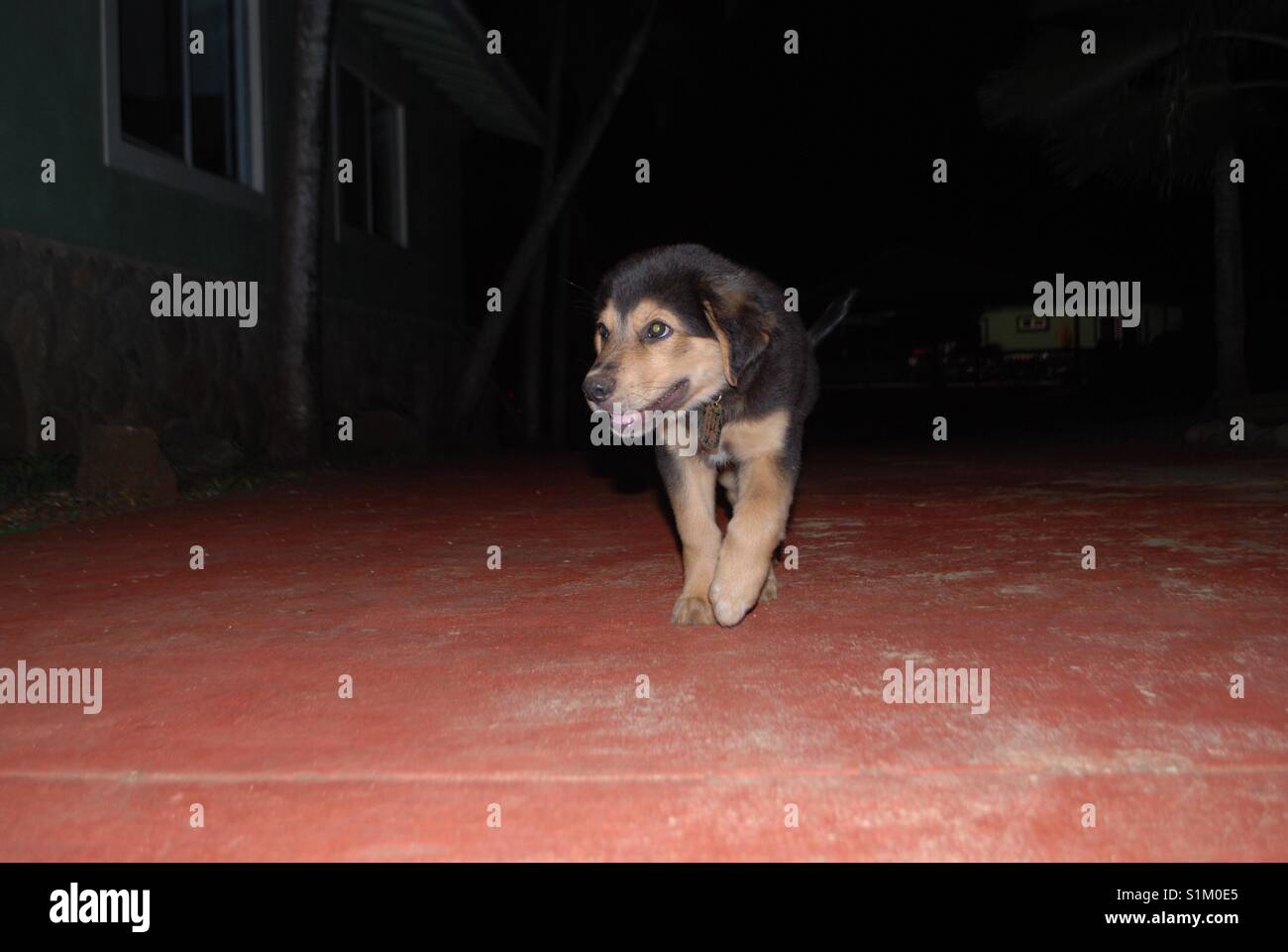 Puppy at night Stock Photo
