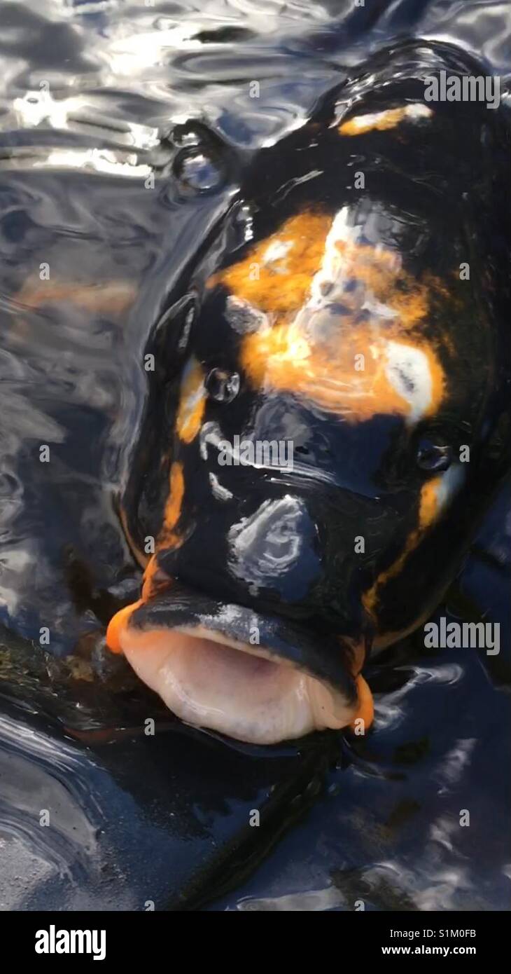 A Carp Fish Eating In A Pond Stock Photo Biology Diagrams