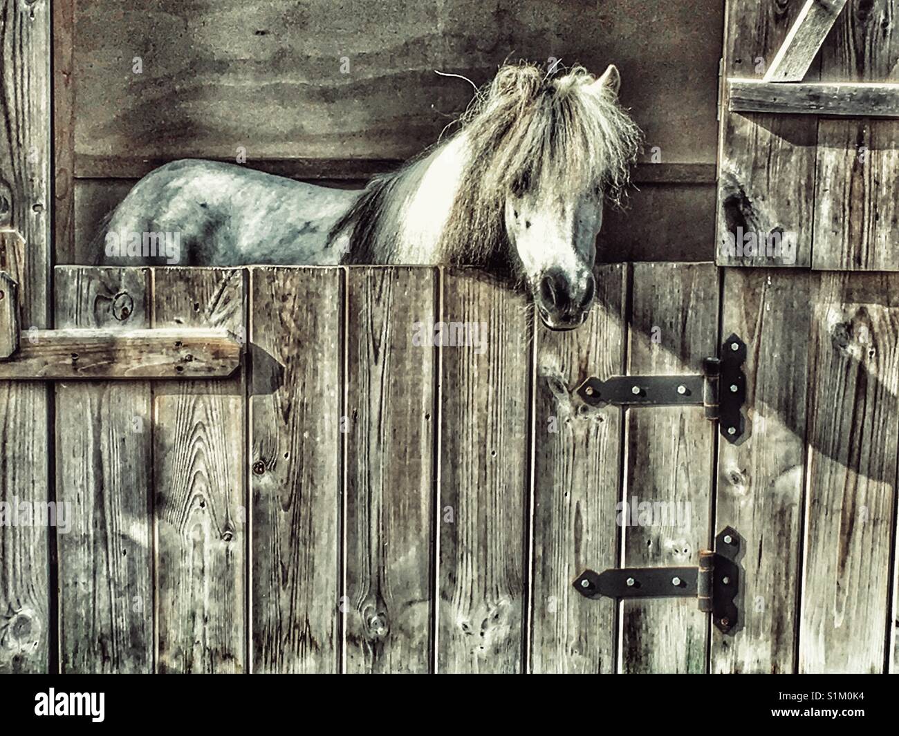 Falabella miniature horse in his stable Stock Photo