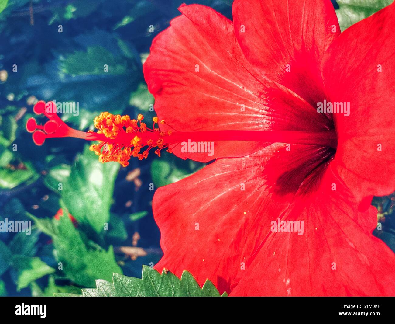 Red hibiscus flower, detail - Smartphone Captured Stock Image
