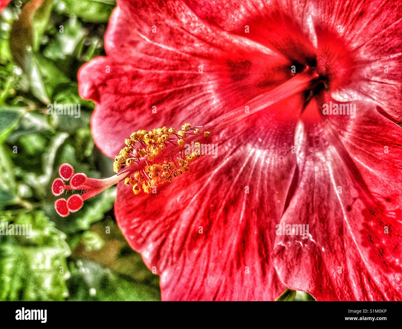 Hibiscus flower - Smartphone Captured Stock Image