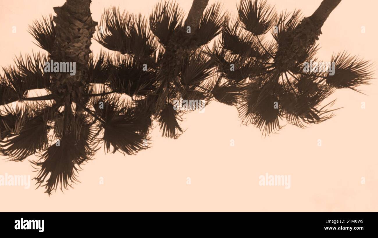 upside down palm trees Stock Photo Alamy