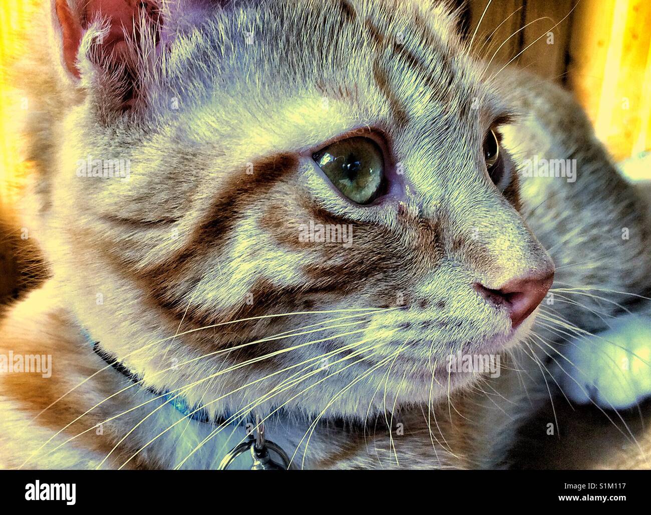 Close up of tabby cat hi-res stock photography and images - Alamy