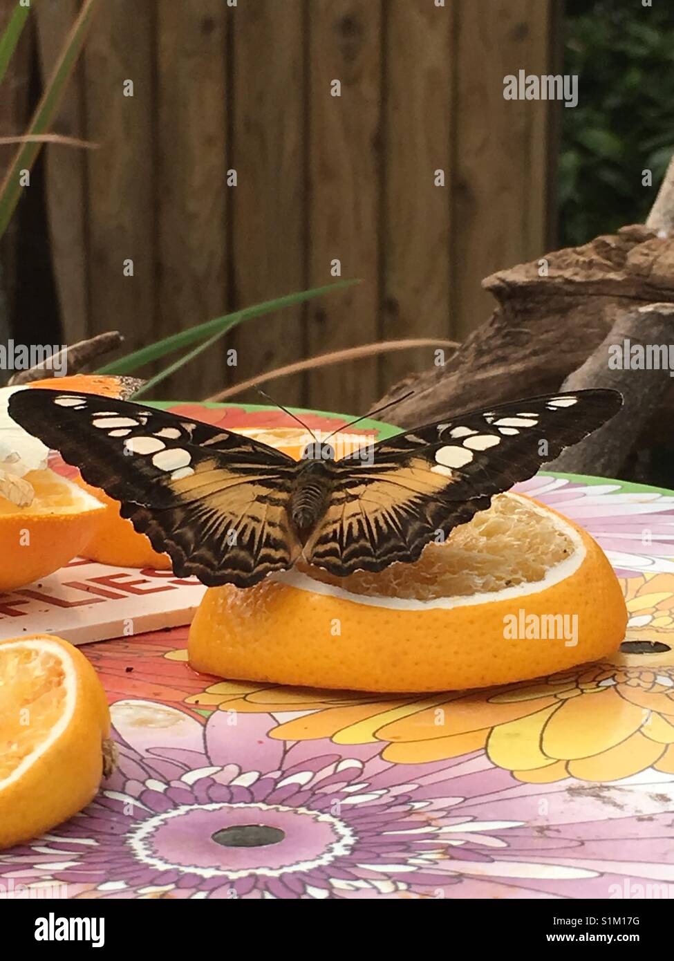 Butterfly on fruit Stock Photo Alamy