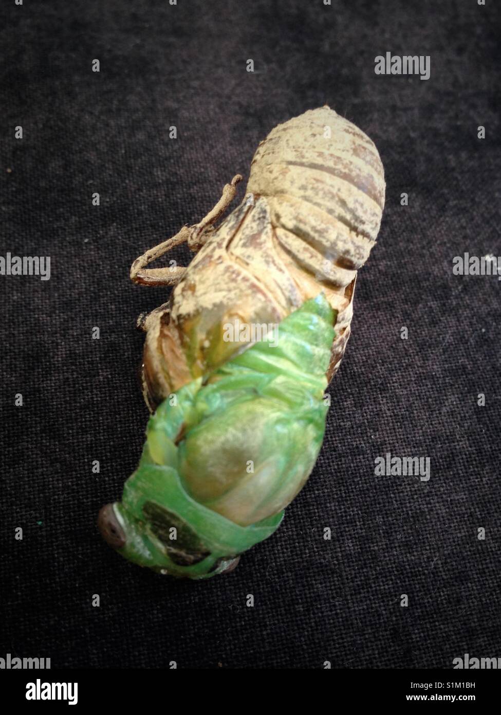 Cicada emerges from its shell. Stock Photo