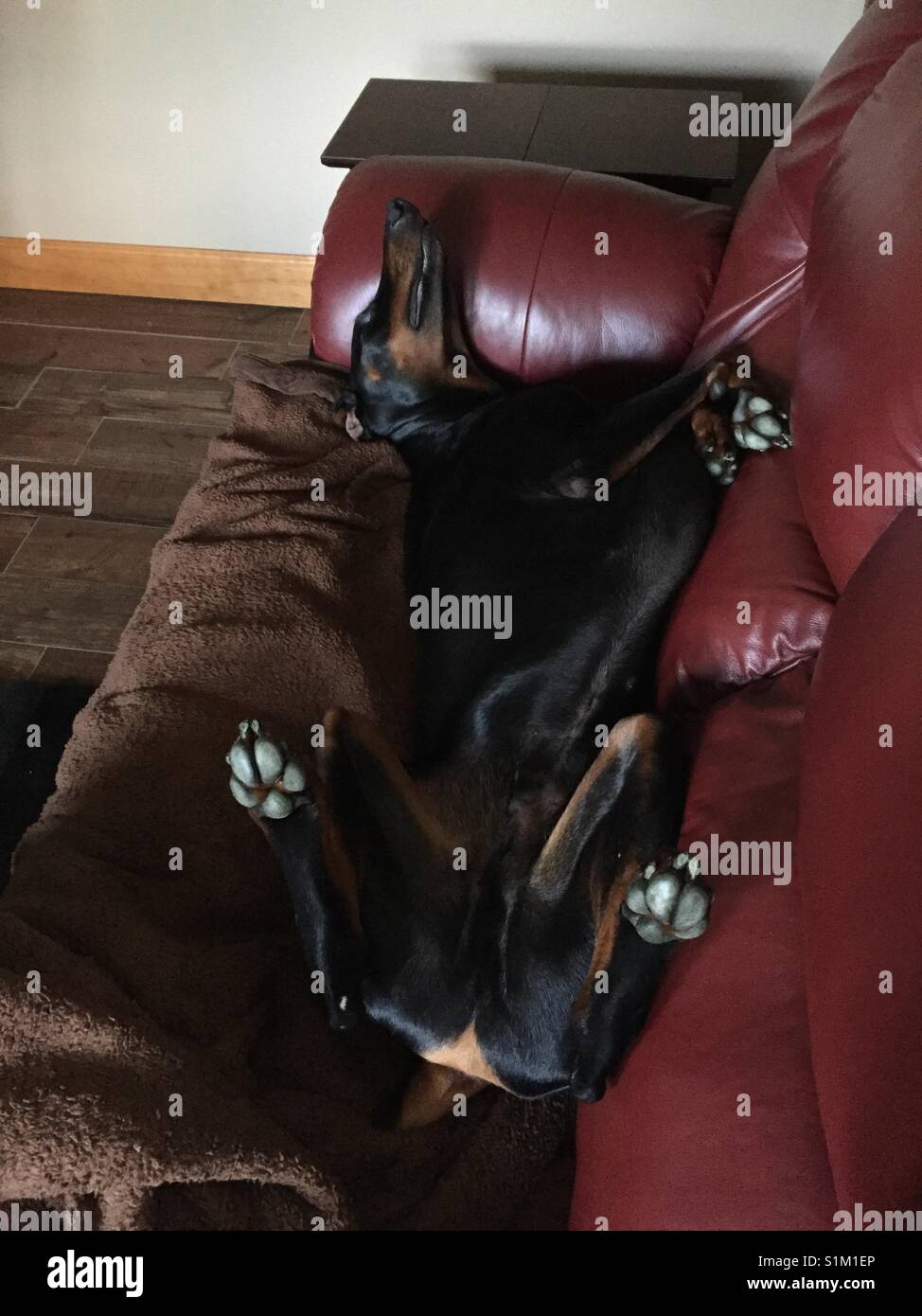 Relaxed Doberman - Smartphone Captured Stock Image